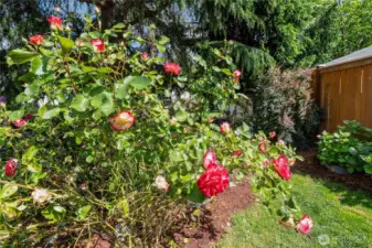 Roses anyone?