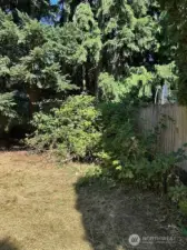 Back yard