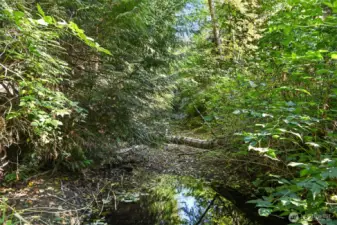 Beautiful creek just steps away