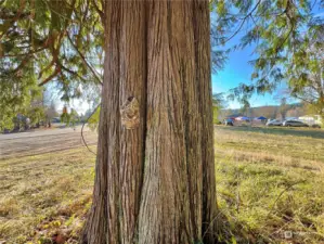 Sizable cedars throughout.