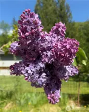 Lilac in bloom