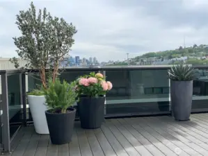 Professionally designed landscape/ flower pots with a drip system for easy care