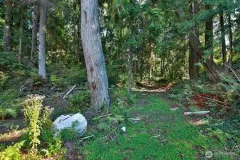 Walking trails off the clearing site.