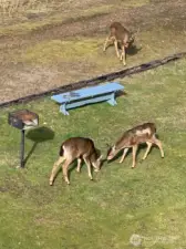 Lots of local wildlife including eagles, deer, and more.