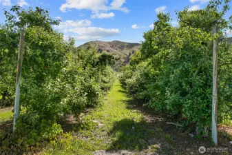 Lush Orchard