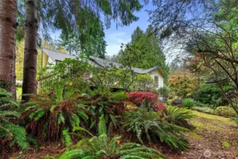 The home is surrounded by mature landscaping; ferns, cedar trees, japanese maples, apple trees and more.
