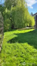 Front side yard.