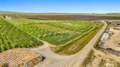 Apple orchard surrounded by neighbor's orchard and neighbor's blueberry farm.