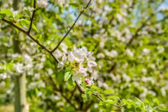 Comic Crisp apple blossoms.