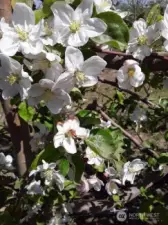 Fuji apple blossoms