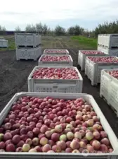 A large load of bins of apples!