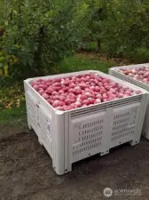 More bins of apples!