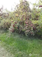 The trees get packed with apples! (2024)