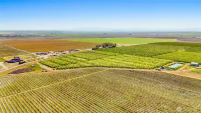 The organic apple orchard is adjacent to an organic blueberry farm.