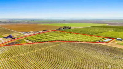 The orchard and pond, and homesite on the far left corner are outlined in red.