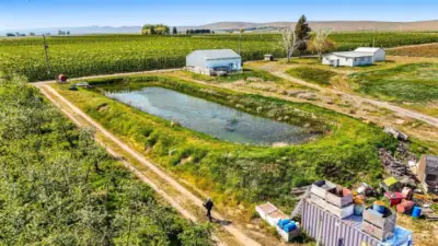 Irrigation water from the South Columbia Basin Irrigation District flows into this pond and into the underground pipes in the orchard for micro-sprinkler watering.