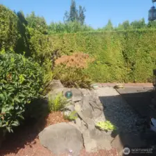 Left side of back yard.