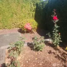 The rose garden.