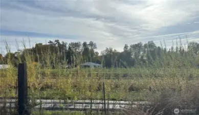 south border is a Willow tree lined border