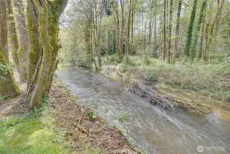 A view of Issaquah Creek as it runs to Lake Sammamish