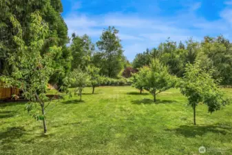 Orchard with various fruit trees.