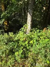Estimated Northeast corner - orange ribbons on blackberry bush.