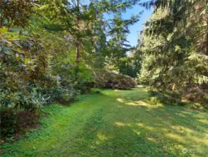 Rhododendrons and mature forest in back