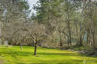 Backyard view
