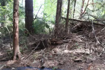 Still lots of wood around so you can keep your privacy.