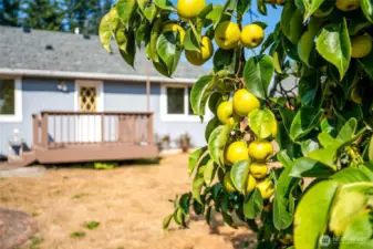 Fruit trees