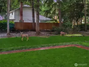 Relax and enjoy some deer watching