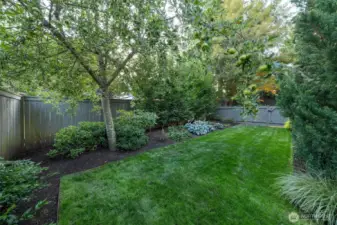 Fenced Backyard