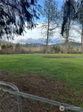 View from under old growth tree