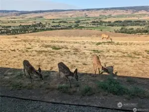 Triplet Bambi's, wonderful wildlife!