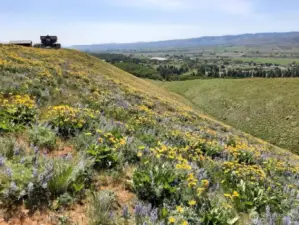 Spectacular Valley Wildflower's.
