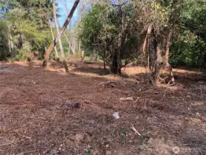 Owner recently cut the blackberry forest so you can walk this portion of the property.
