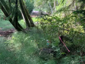 Corner between the two lots. This view is looking up the trail to the first lot.