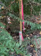 Adjacent parcel corner along our joint property line.