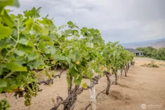 Mature Cab Sauv vines for private label