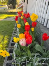 Spring tulips