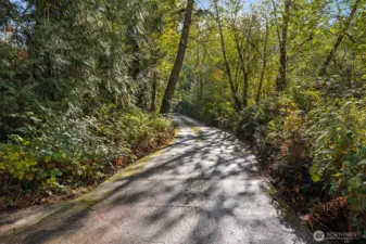 Private Drive through the Trees