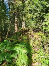 Perfect place to build. It on a bit of a slop. See the lake through the trees?