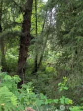 Nice natural setting