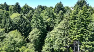 Evergreens