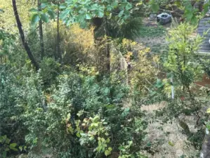 Along easement and near fence line. Brush is thicker here.