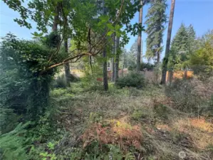 View of the lightly treed lot looking south to Northcliff and neighbor's fence to the west. Neighbor being 20 E Tall Timber Ln.