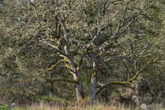 Gary Oak Tree