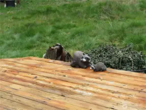 I liked the racoons on the deck they made me smile how about you?