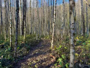 Lower 40 acres is predominantly alder with some fir and cedar.