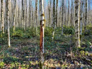 Buck rub on an alder. There were numerous throughout the property.